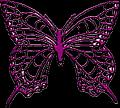 papillons (9)
